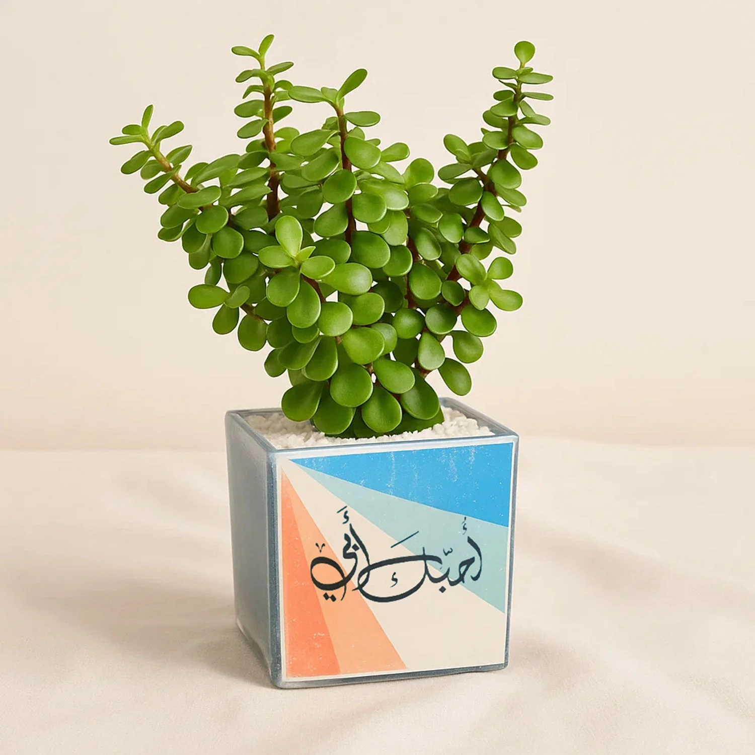 نبات الجاد في أصيص سيراميك هدية للاب