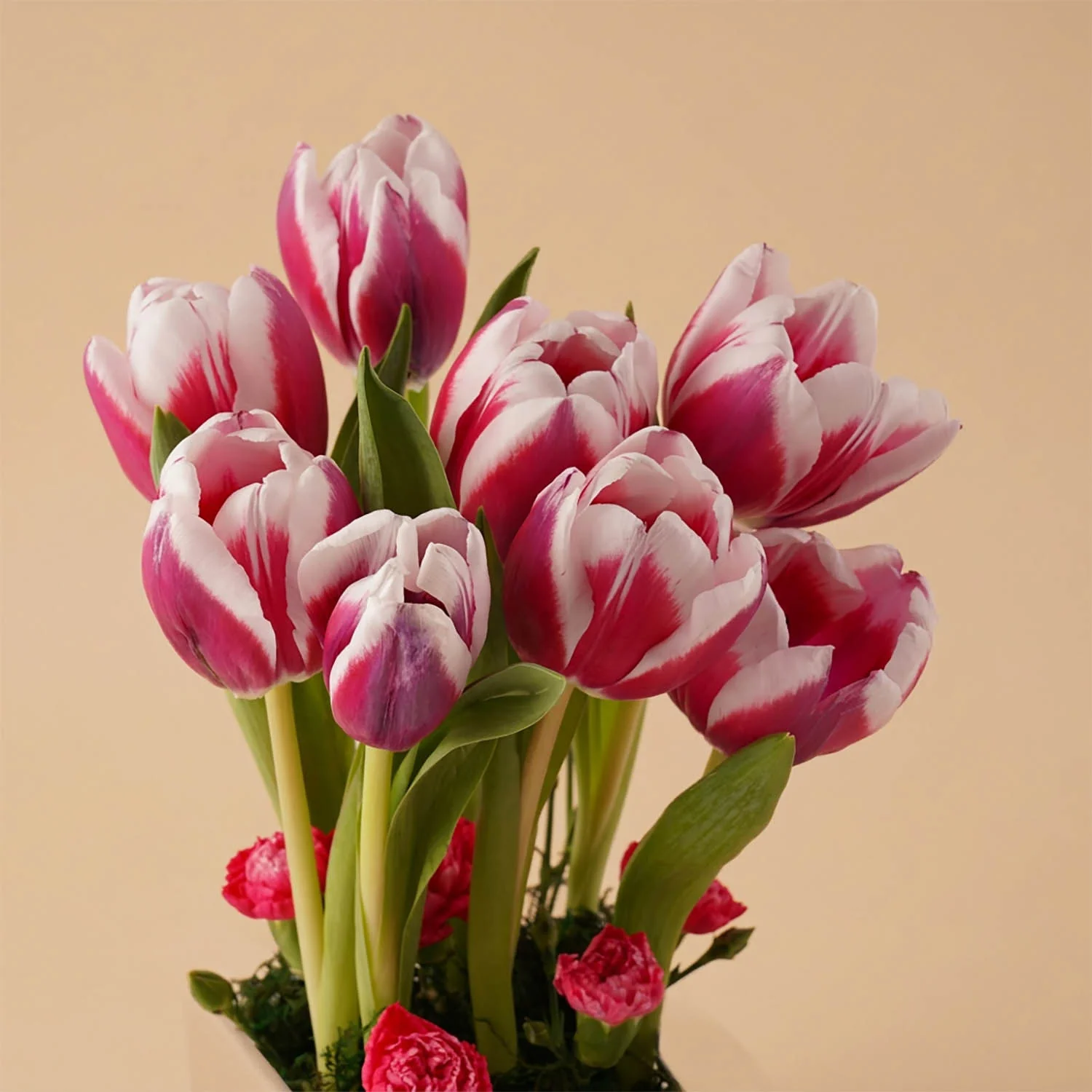 مزهرية توليب ثنائي اللون أنيقة - Image 3